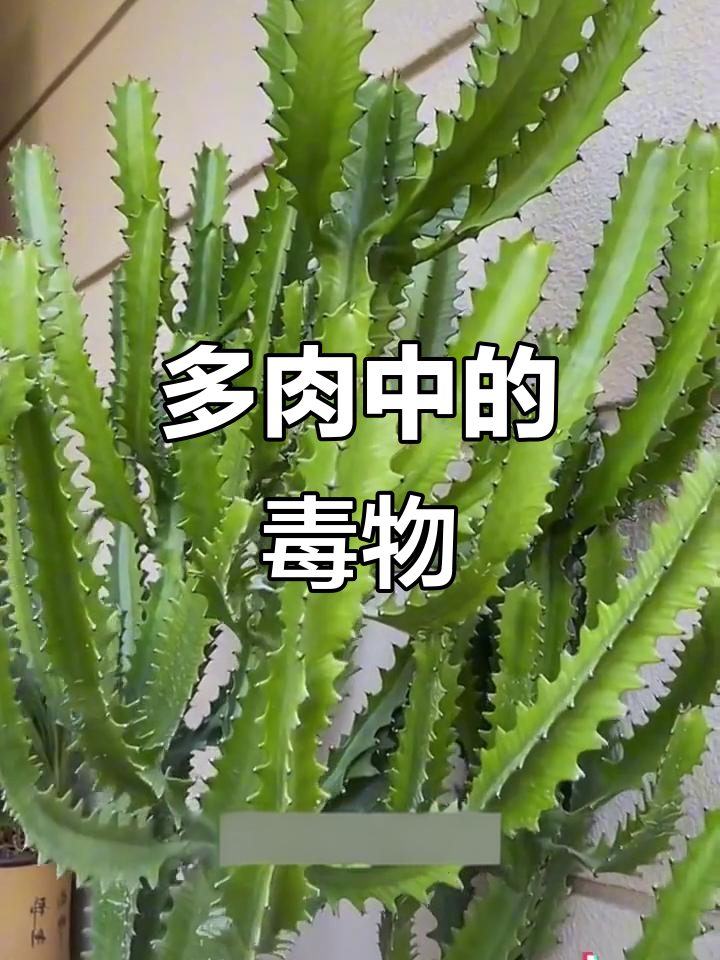 这些多肉植物有毒，误食或接触皮肤可能中毒！