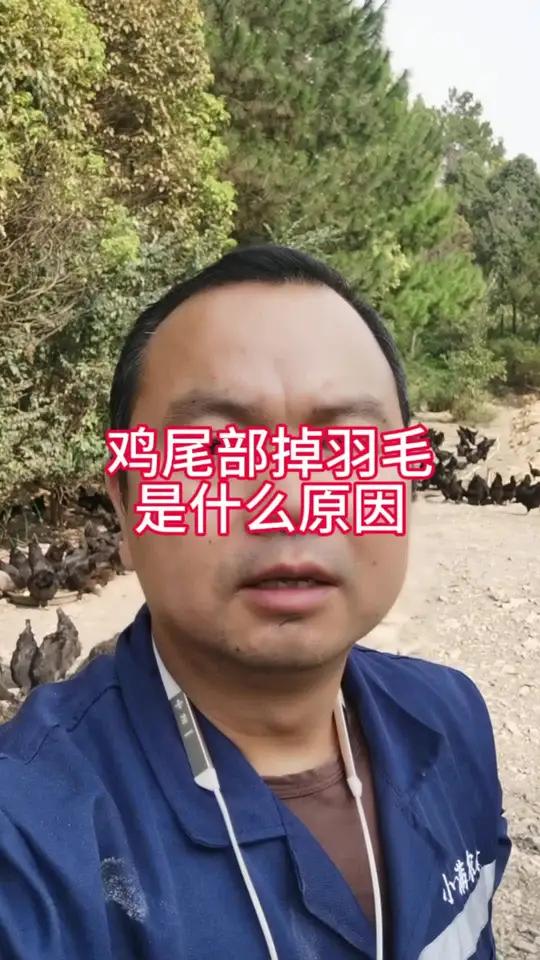 鸡尾部和背上掉毛是什么原因,营养不够会脱毛掉毛,霉菌肠炎影响营养吸收 每天分享养殖技术和经