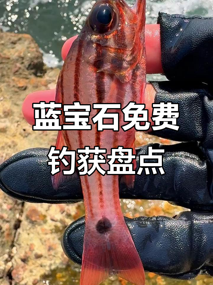 蓝宝石钓鱼之旅:各种奇特鱼获大揭秘