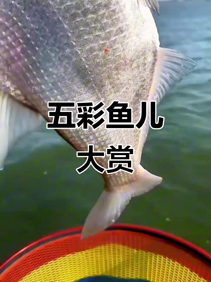 鱼缸里的五彩世界,各种海鲜鱼类大揭秘