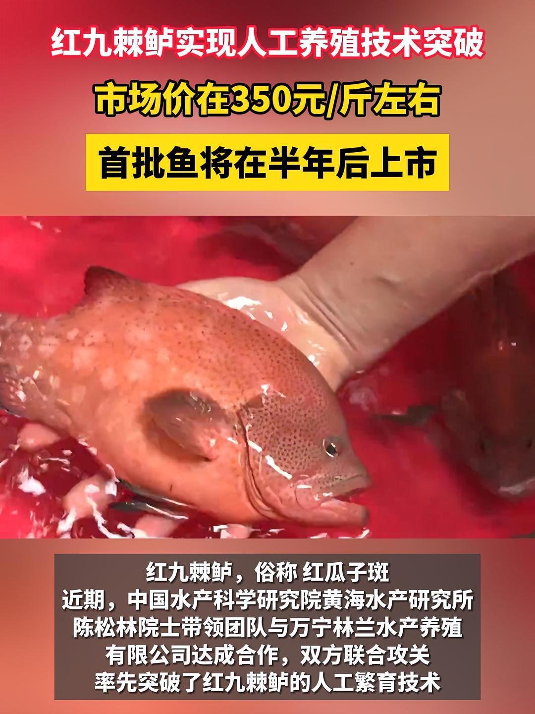 红九棘鲈(红瓜子斑)实现人工养殖技术突破!首批鱼将在半年后上市 红瓜子斑 红九棘鲈 水产养