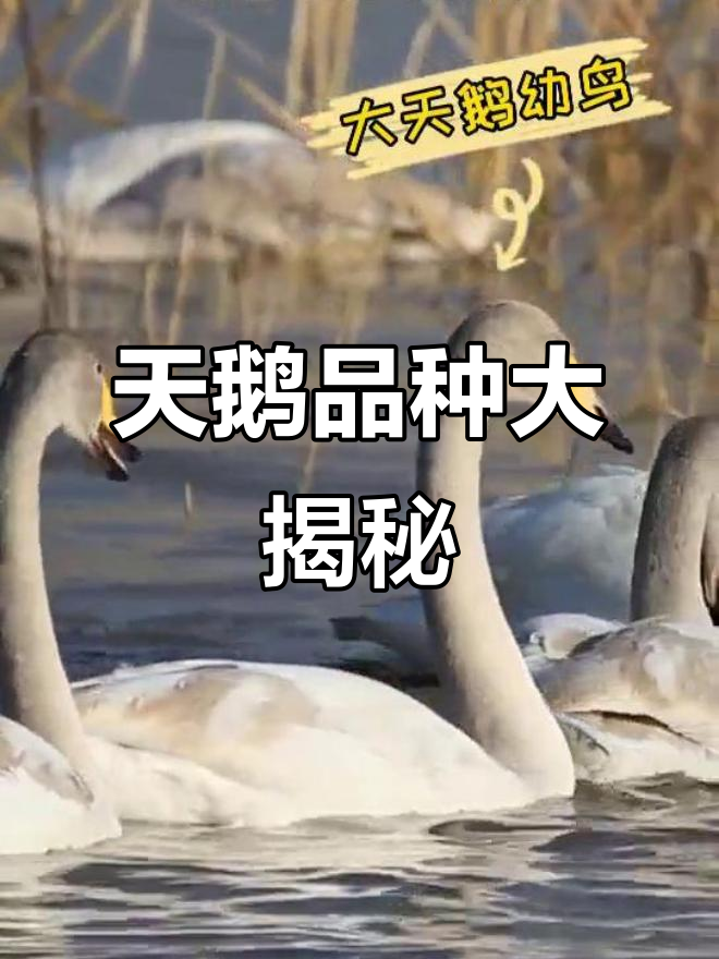 大天鹅和小天鹅的区别,原来它们的黄斑有不同!