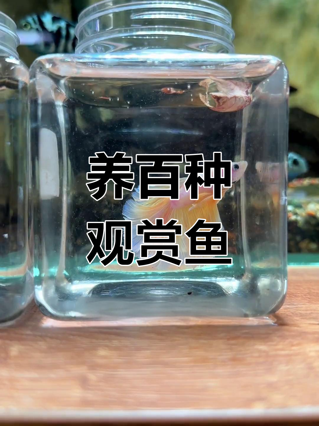 挑战养100种鱼龟,泰国斗鱼先试水