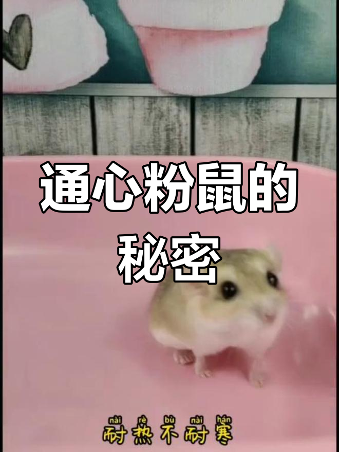 了解通心粉鼠:沙漠中的耐热小精灵,尾巴能储存水分