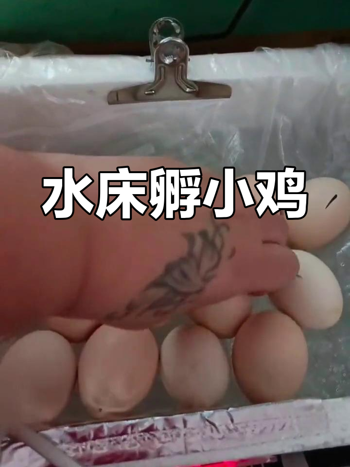 小鸡孵化全过程揭秘