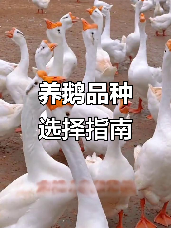 适合养殖的鹅品种大揭秘：产肉、蛋、肥肝全解析