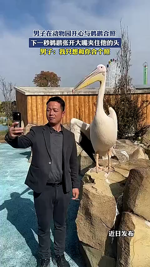 男子在动物园开心与鹈鹕合照,下一秒鹈鹕张开大嘴夹住他的头