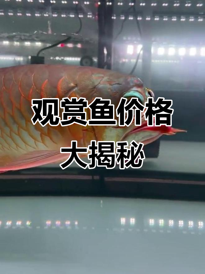 这些观赏鱼,你能买得起吗?从龙鱼到泰国斗鱼的豪华盘点