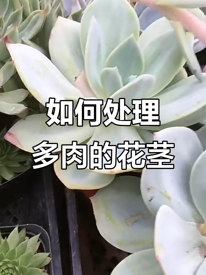 多肉长花茎怎么办?教你正确修剪方法