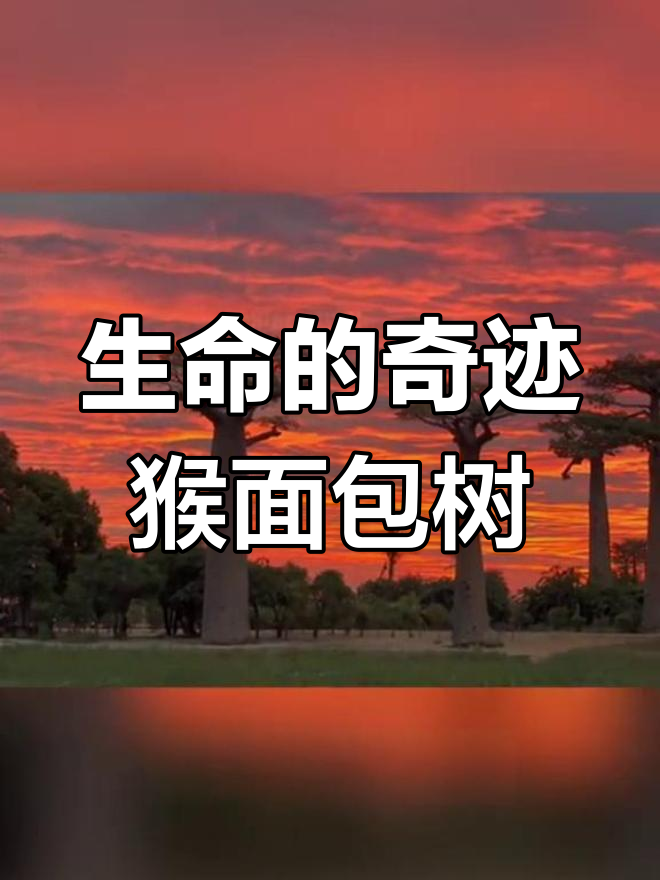 猴面包树:非洲的生命之树,如何拯救生命于绝境?