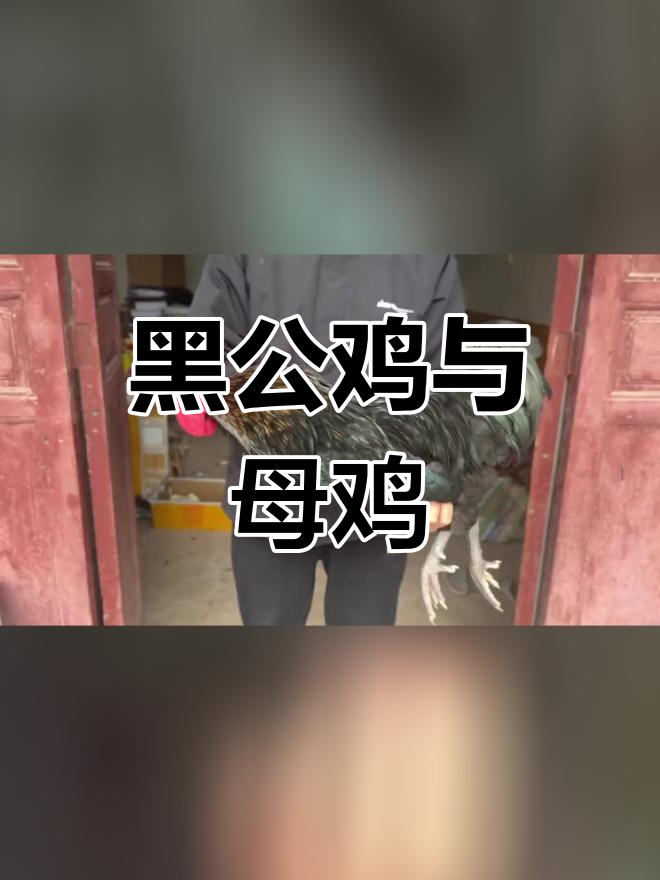 两只黑公鸡争锋,母鸡也美丽