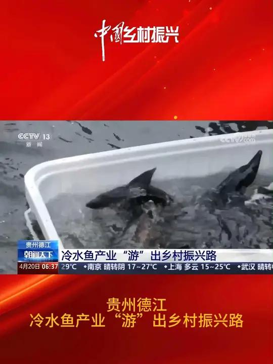 贵州德江:冷水鱼产业“游”出乡村振兴路