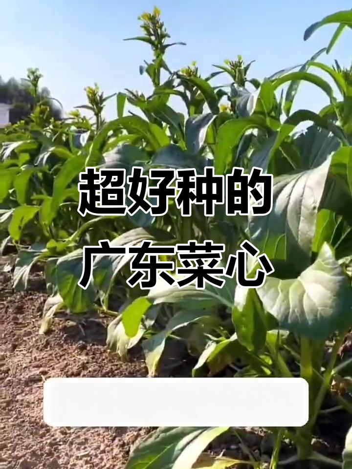 广东菜心,耐热抗病又好吃,阳台小院轻松种