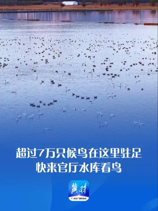鸟儿的翅膀会说话丨超过7万只候鸟在这里驻足!快来官厅水库看鸟 