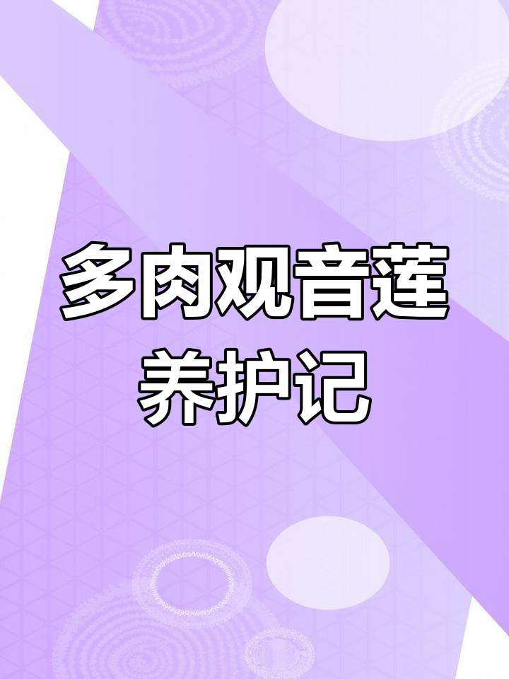 观音莲多肉植物疯狂生长,修枝后枝条成宝