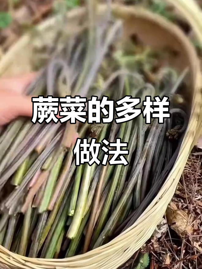 蕨菜多种吃法,炒腊肉、凉拌或晒干蒸食皆美味