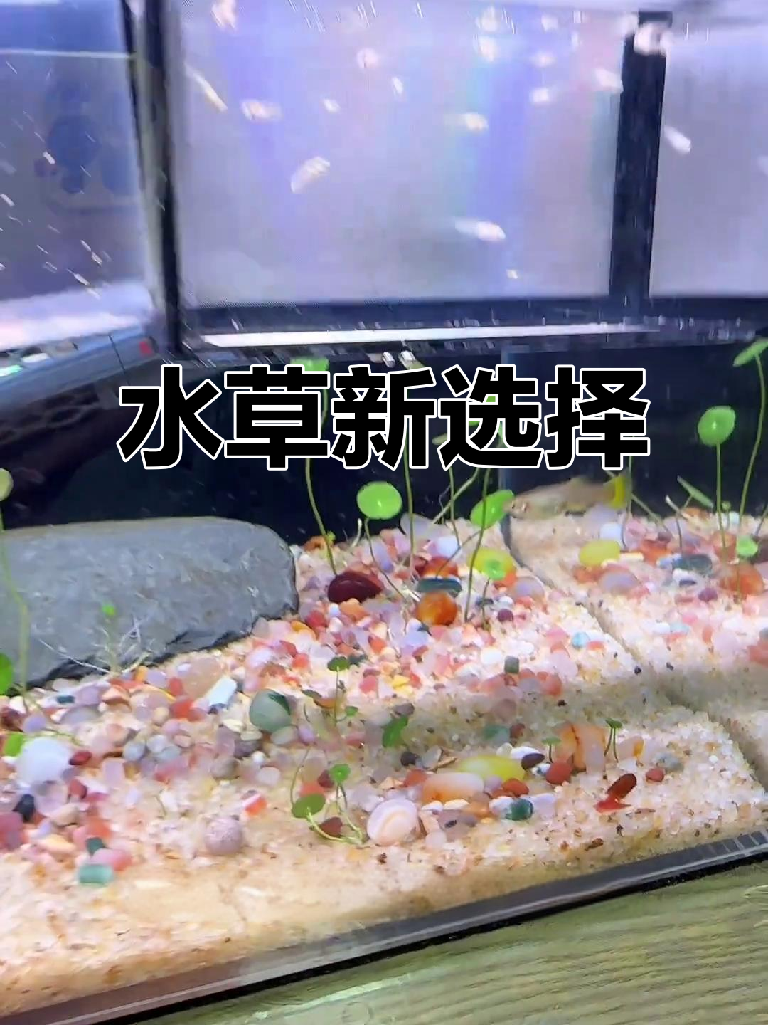 铜钱草放鱼缸,过滤更顺畅,叶子不堵,值得尝试!