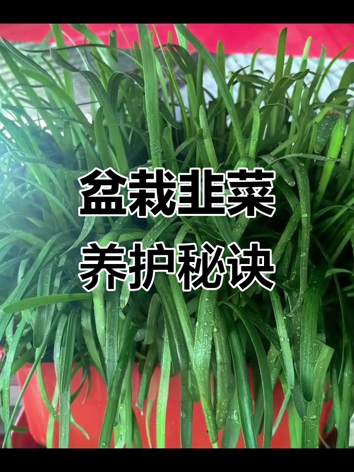 盆栽韭菜日常管理全攻略，轻松掌握种植技巧