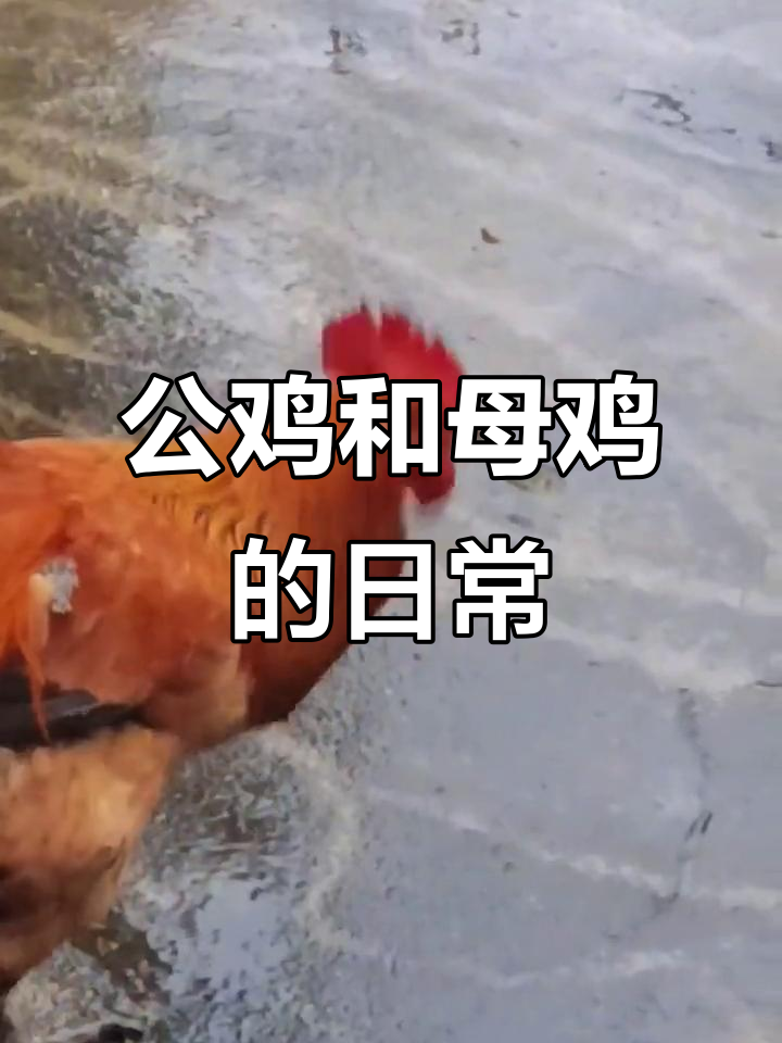 公鸡与母鸡的“爱”情故事:打架、嘲笑,甚至结婚后的变化
