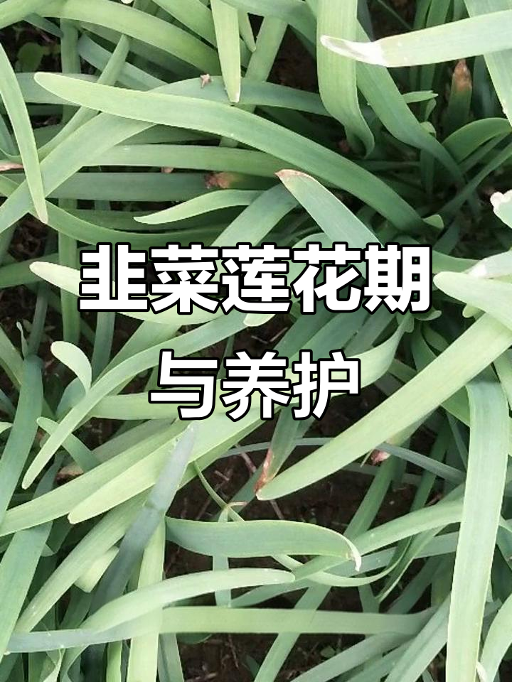 韭菜莲花期揭秘:六至九月,如何养护才能多次开花