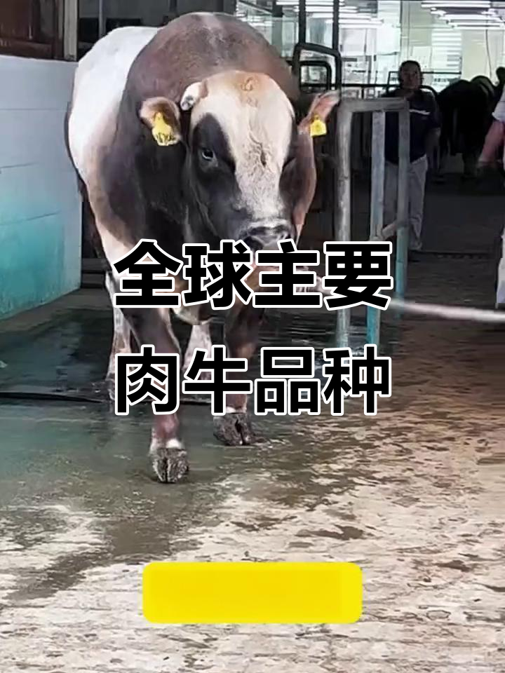 世界各地肉牛品种大揭秘,你了解几种?