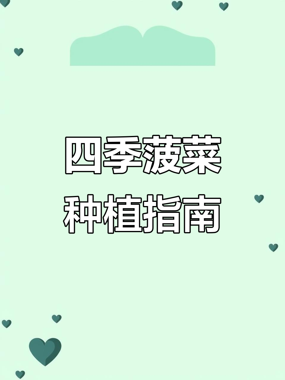 四季菠菜,耐热盆栽,阳台种植轻松搞定!