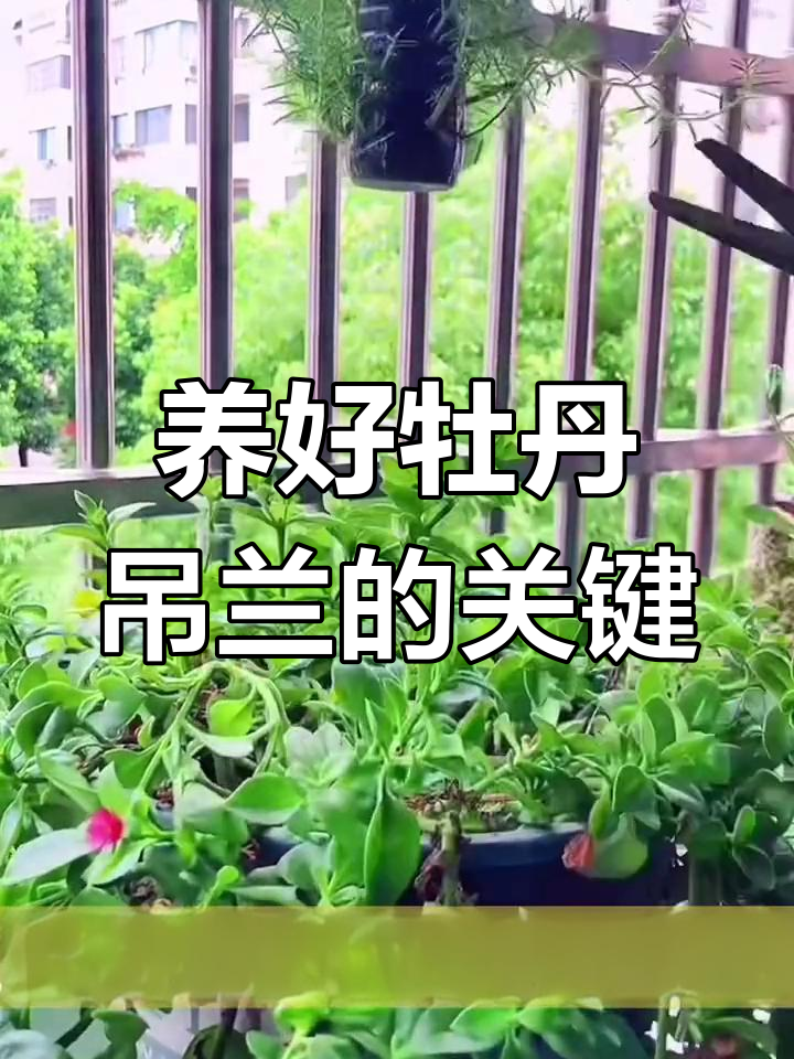 牡丹吊兰养护全攻略:修剪打顶让花开更美