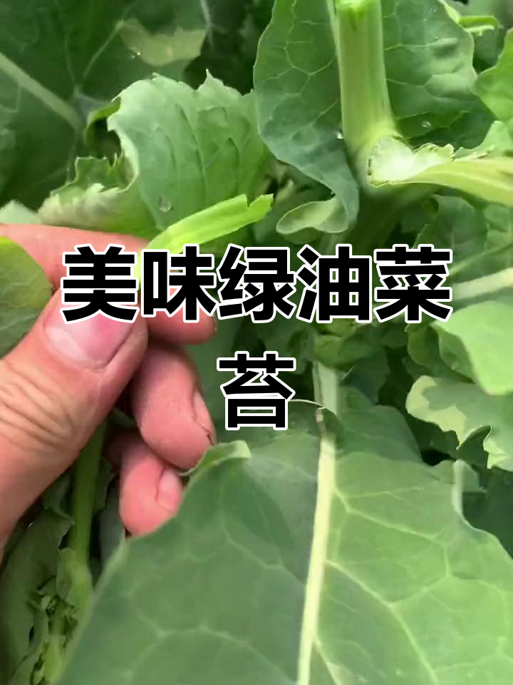 绿油菜苔新鲜采摘,脆嫩清甜,营养丰富!
