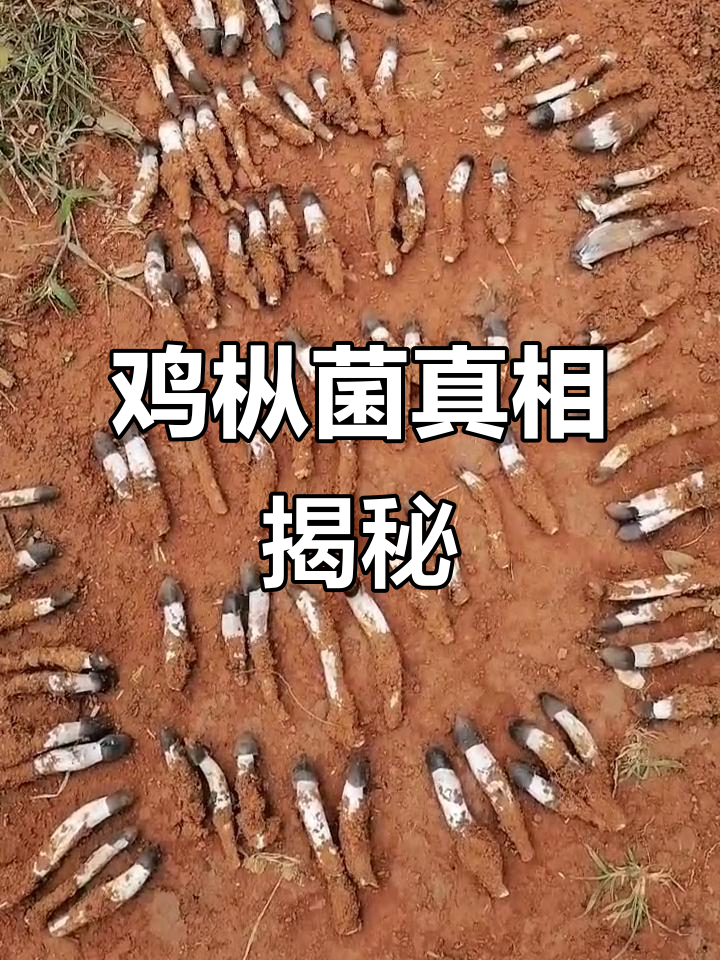 鸡枞菌只能野生,人工种植是假的!别信那些误导人的说法