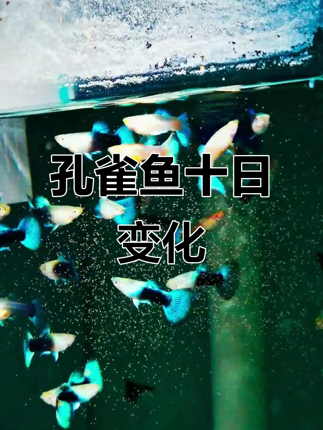 孔雀鱼十天变化大揭秘,丰年虾与竞技饲料效果惊人