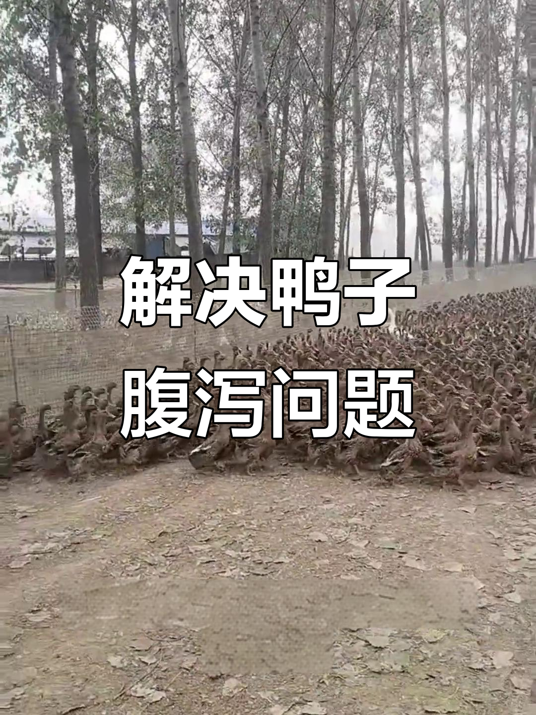 鸭子反复拉稀?找到原因才能解决!