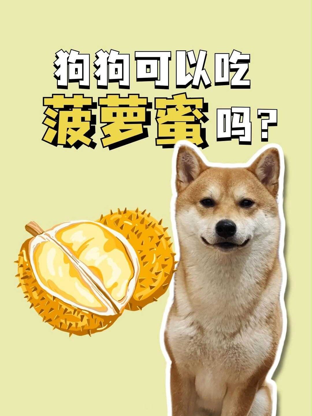 狗狗可以吃菠萝蜜吗?好吃不如自己多吃点~