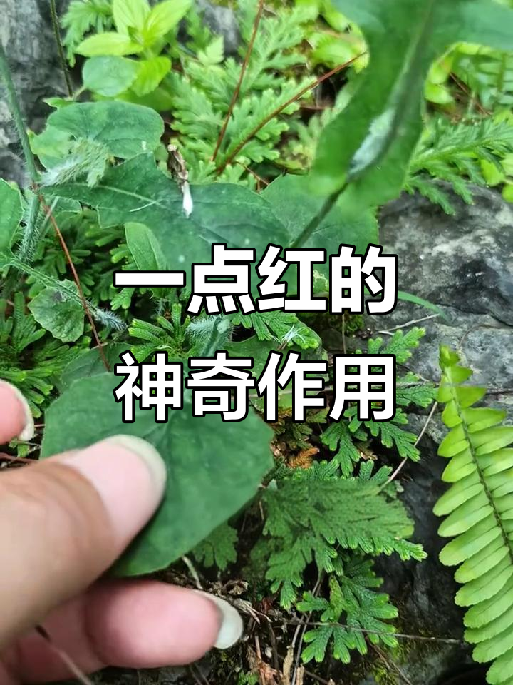 一点红:城市热销的野菜,竟有这么多功效!