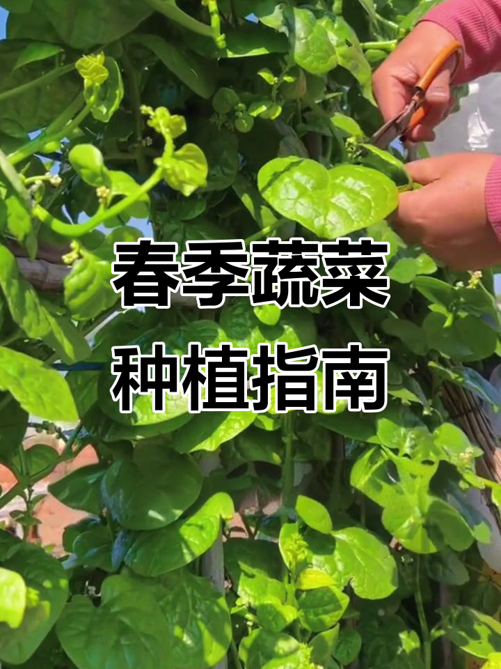 3月春分后种菜全攻略,各类蔬菜种植时间表一览