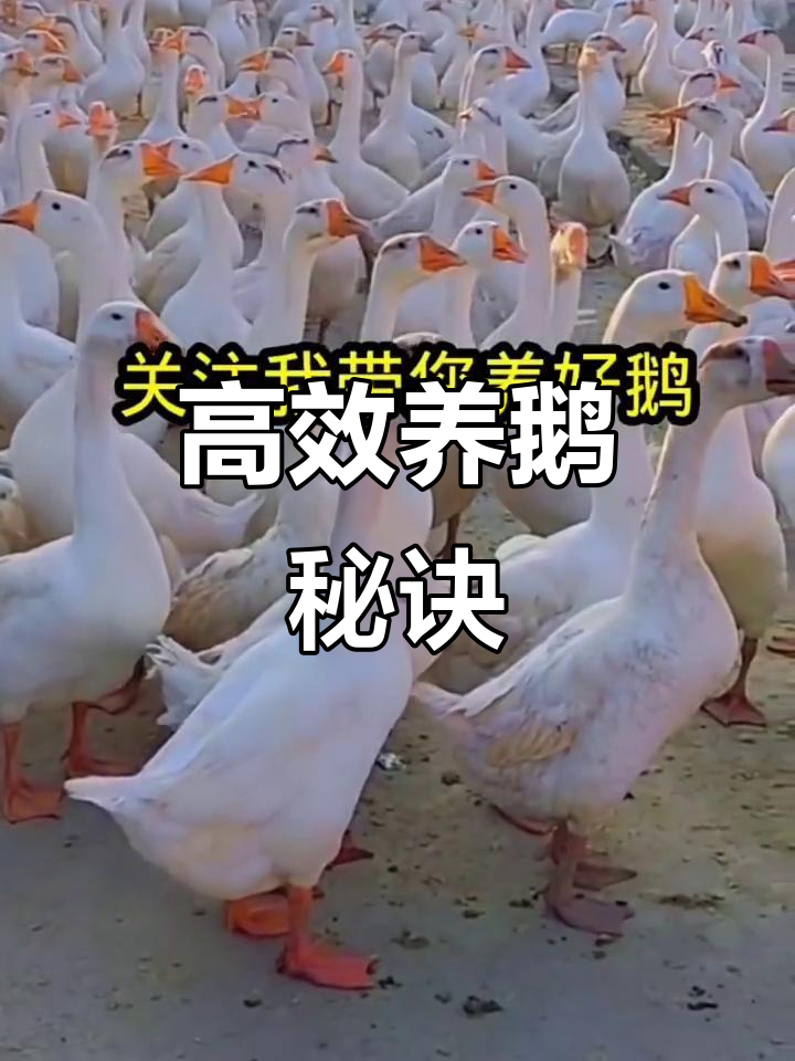 公母鹅配比技巧,提高受精率与产蛋量