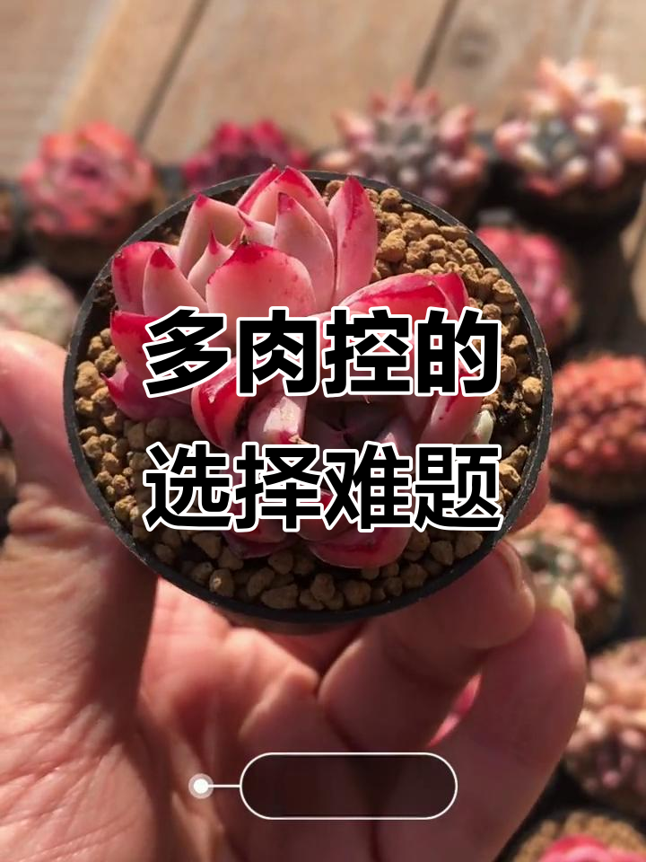 选择困难症必看!多肉植物帮你治愈强迫症