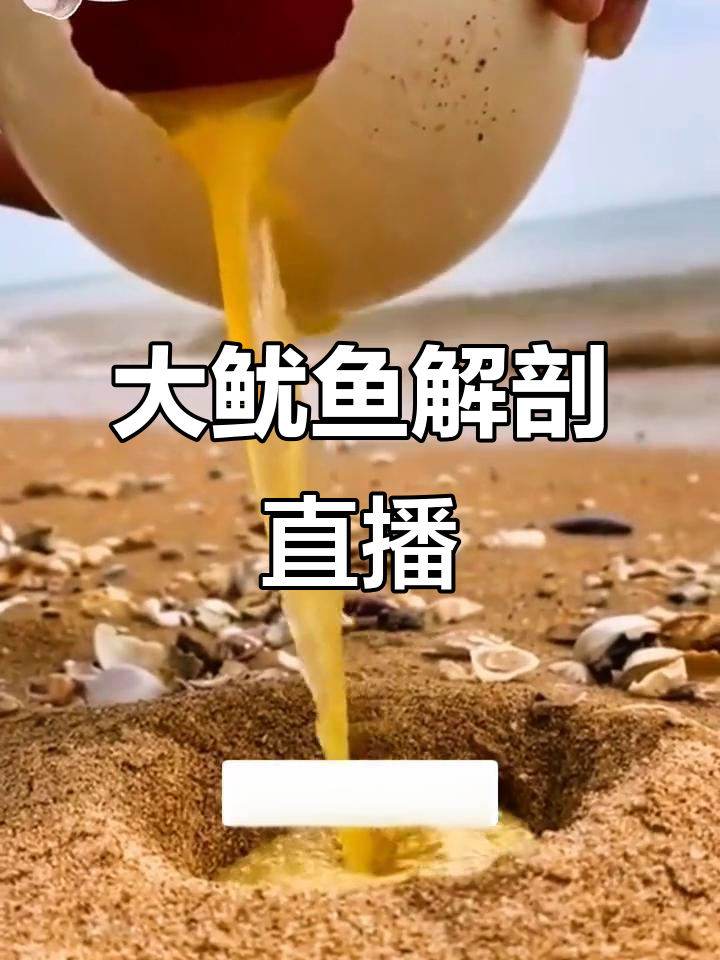 赶海抓海鲜,大鱿鱼解剖现场!