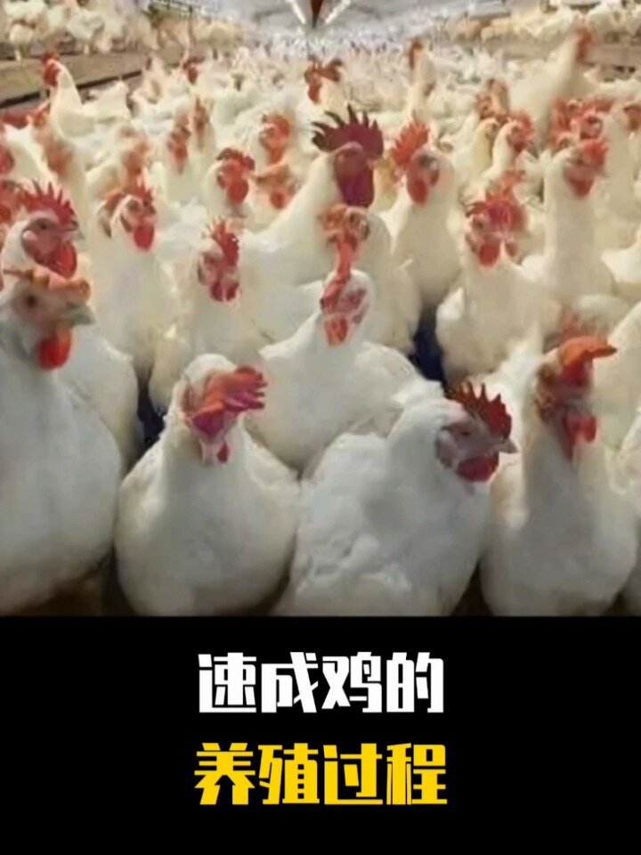 速成鸡的养殖全过程,你知道吗?