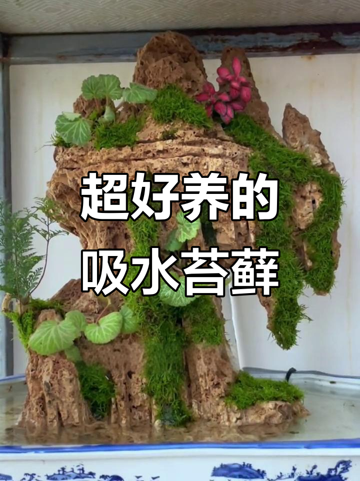 吸水苔藓微景观,轻松打造鱼缸造景与盆景