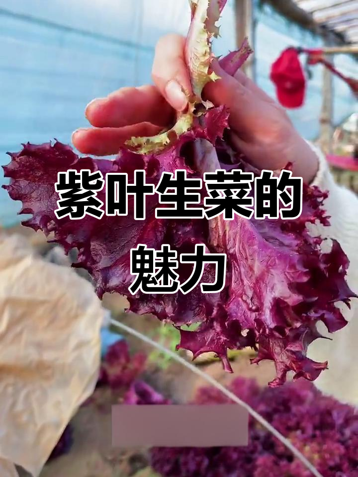 紫叶生菜,美丽又健康,紫色渐变令人陶醉,口感鲜美无虫害