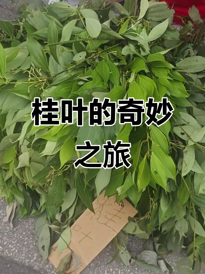 桂叶来自肉桂树，香气独特，用途广泛