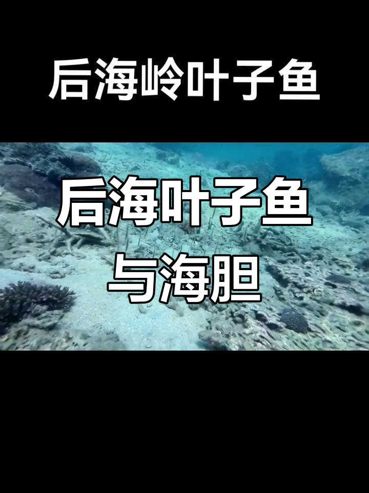 叶子鱼与海胆的奇妙舞蹈,泰国后海潜水趣事