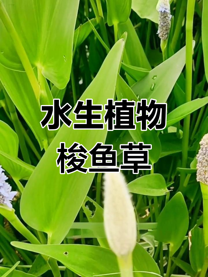 梭鱼草:水生植物的美丽代表