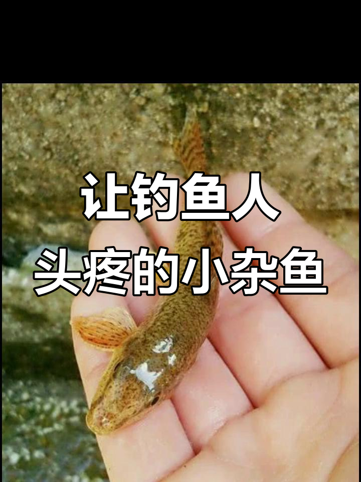 钓鱼人最讨厌的四种小杂鱼,遇到就收竿不钓
