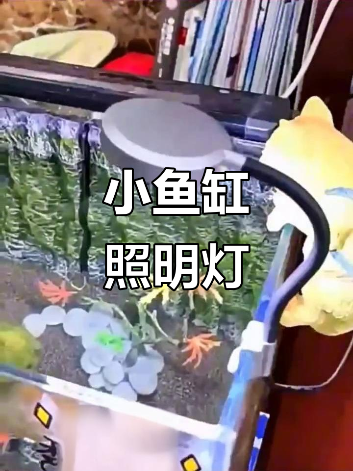 迷你LED灯,照亮小鱼缸,桌面装饰小清新