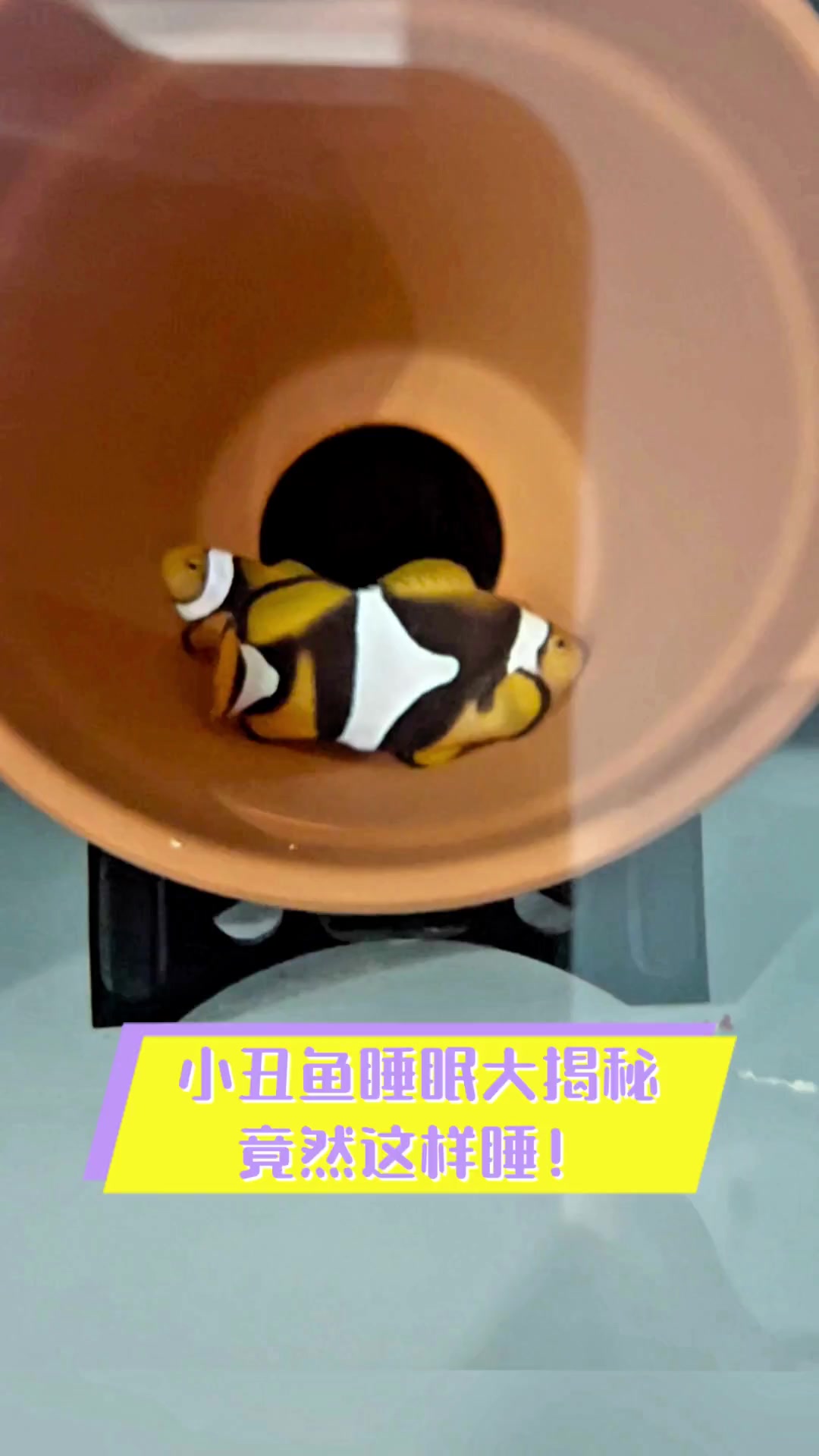 小丑鱼睡眠大揭秘,竟然这样睡!