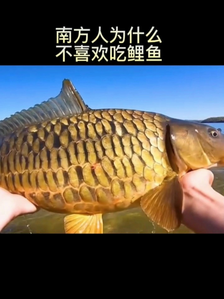 南方人为什么不喜欢吃鲤鱼?