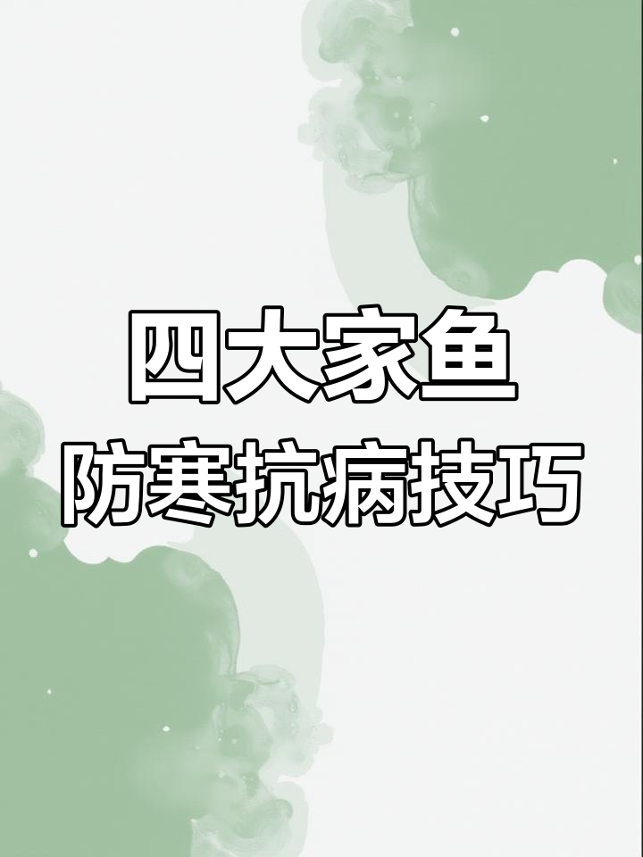 低温下四大家鱼易感染水霉病,预防措施要抓紧