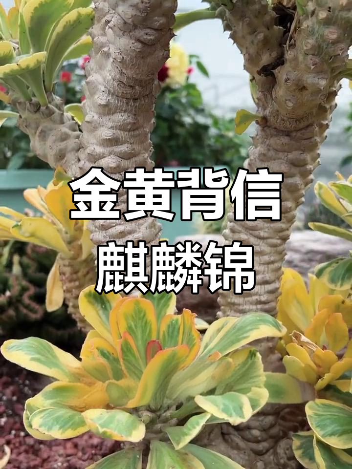 贝信麒麟锦:大型多肉植物,金黄色叶片观赏价值高