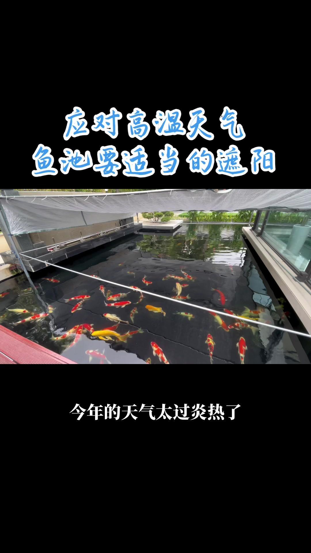 应对高温天气,鱼池要适当的遮阳。庭院鱼池 鱼池过滤系统 鱼池净化 煦瑞生态水